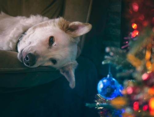 The Evolution of Artificial Christmas Trees and 20th-Century Century Cellphones